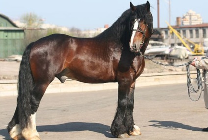Top 10 legerősebb nagy teherbírású lófajta lovak