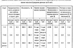 fokhagyma és a vöröshagyma termesztés agrotechnika