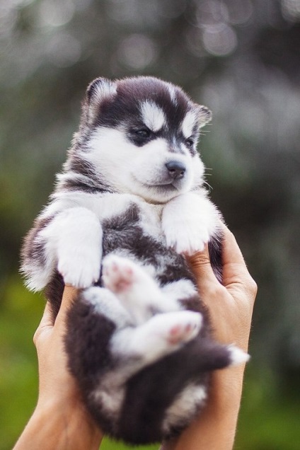 Úgy döntött, hogy egy husky olvasni ezt a cikket) - háziállatok