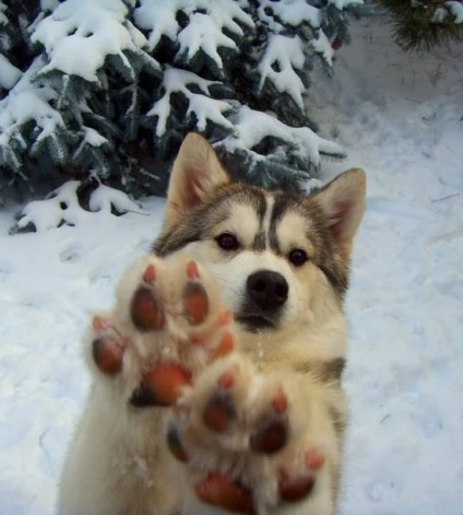 Úgy döntött, hogy egy husky olvasni ezt a cikket) - háziállatok