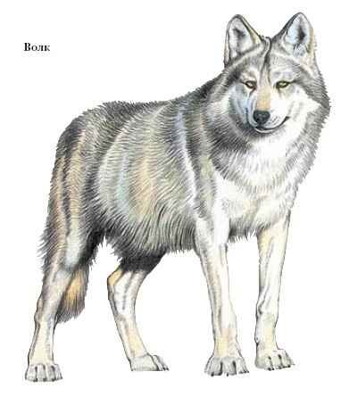 Wolf - egy