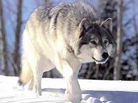 Wolf, szürke farkas, szürke farkas (lat