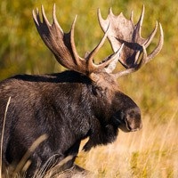 Hajtott vadászat jávorszarvas, hogyan kell lőni vadászni jávorszarvas, jávorszarvas vágási helyek, ahol elk lövés