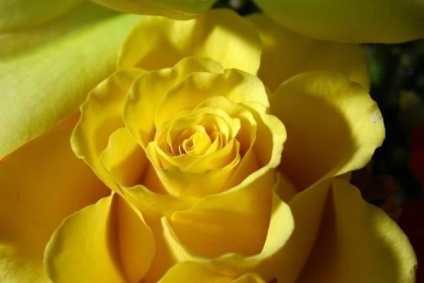 Sárga virágok - elkülönítés vagy szerelem