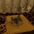 Furcsán aranyos és vicces macskák az üveg (cat) Furcsán aranyos és vicces macska üveg