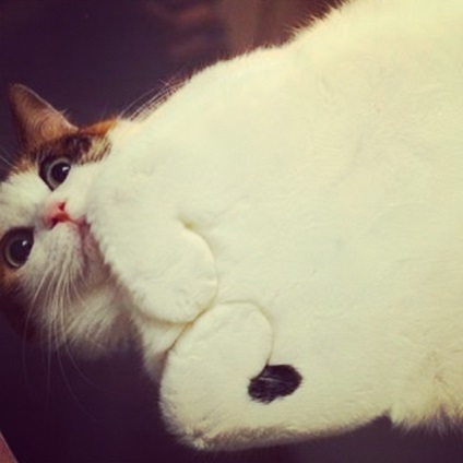Furcsán aranyos és vicces macska üveg