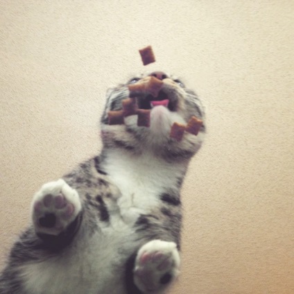 Furcsán aranyos és vicces macska üveg