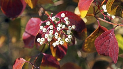 17 Látványos cserjék díszítik az őszi kertben