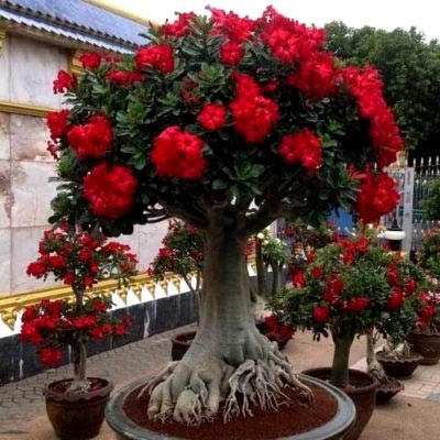 Adenium obesum ellátást a hazai és a változás vágás (Adenium) Adenium obesum otthoni gondozást és vágott transzplantáció