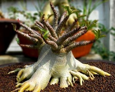 Adenium obesum ellátást a hazai és a változás vágás (ellátás) Adenium obesum otthoni gondozást és vágott transzplantáció