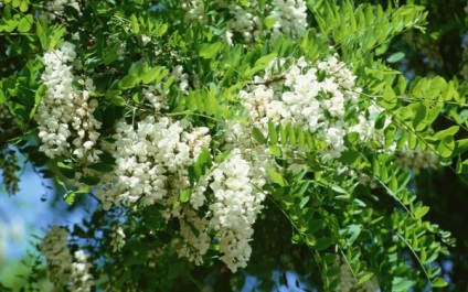 Acacia fehér (akác) leírás, fotó, fa, felhasználása, másolása, gyógyító tulajdonságait (tinktúra akác alkalmazás) Acacia fehér (akác), leírás, fotók a fa, használat, reprodukció, gyógyító tulajdonságait