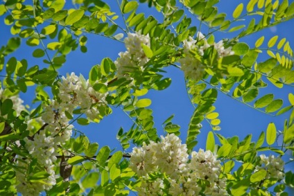 Acacia fehér (akác), leírás, fotók a fa, használat, reprodukció, gyógyító tulajdonságait (akác ültetés és gondozás) Acacia fehér (akác), leírás, fotók a fa, használat, reprodukció, gyógyító tulajdonságait