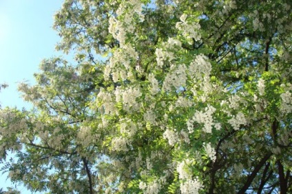 Acacia fehér (akác), leírás, fotók a fa, használat, reprodukció, gyógyító tulajdonságait (virág akác gyógyászati tulajdonságokkal) Acacia fehér (akác), leírás, fotók a fa, használat, reprodukció, gyógyító tulajdonságait