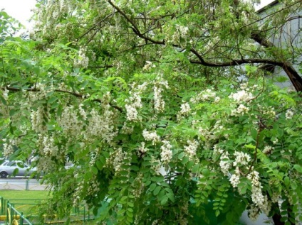 Acacia fehér (akác), leírás, fotók a fa, használat, reprodukció, gyógyító tulajdonságait (szín) Acacia fehér (akác), leírás, fotók a fa, használat, reprodukció, gyógyító tulajdonságait