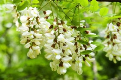 Acacia fehér (akác), leírás, fotók a fa, használat, reprodukció, gyógyító tulajdonságait (akác gyökérzet) Acacia fehér (akác), leírás, fotók a fa, használat, reprodukció, gyógyító tulajdonságait