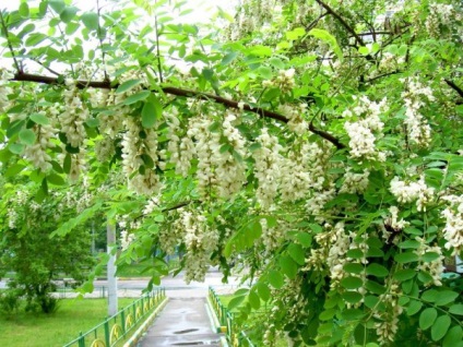 Acacia fehér (akác), leírás, fotók a fa, használat, reprodukció, gyógyító tulajdonságait (Acacia használat) Acacia fehér (akác), leírás, fotók a fa, használat, reprodukció, gyógyító tulajdonságait