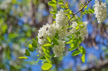 Acacia fehér (akác), leírás, fotók a fa, használat, reprodukció, gyógyító tulajdonságait (virág akác gyógyászati tulajdonságokkal) Acacia fehér (akác), leírás, fotók a fa, használat, reprodukció, gyógyító tulajdonságait