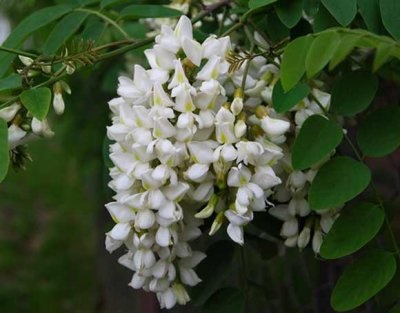Acacia fehér (akác) leírás, fotó, fa, felhasználása, másolása, gyógyító tulajdonságait (virág akác) Acacia fehér (akác), leírás, fotók a fa, használat, reprodukció, gyógyító tulajdonságait