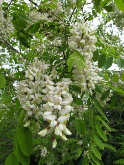 Acacia fehér (sáska), leírás, fotók a fa, használat, reprodukció, gyógyító tulajdonságait (akác, hasznos tulajdonság és ellenjavallatok) Acacia fehér (akác), leírás, fotók a fa, használat, reprodukció, gyógyító tulajdonságait