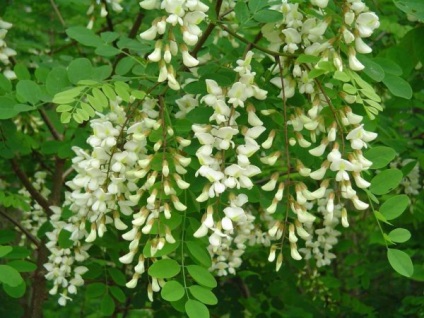 Acacia fehér (akác), leírás, fotók a fa, használat, reprodukció, gyógyító tulajdonságait (fehér akác) Acacia fehér (akác), leírás, fotók a fa, használat, reprodukció, gyógyító tulajdonságait