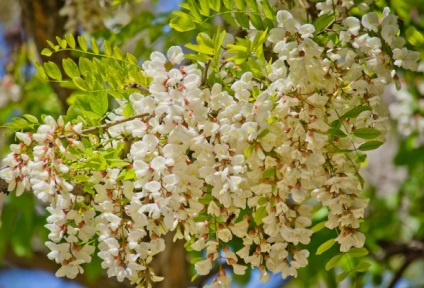 Acacia fehér (akác) leírás, fotó, fa, felhasználása, másolása, gyógyító tulajdonságait (akác lap) Acacia fehér (akác), leírás, fotók a fa, használat, reprodukció, gyógyító tulajdonságait