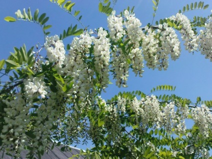 Acacia fehér (akác), leírás, fotók a fa, használat, reprodukció, gyógyító tulajdonságait (ingatlan akác) Acacia fehér (akác), leírás, fotók a fa, használat, reprodukció, gyógyító tulajdonságait