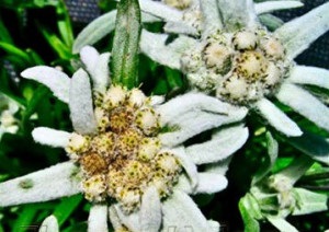 Alpine gyopár virág, a gyógyító tulajdonságait havasi