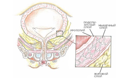 Anatómiája és szerkezeti jellemzői a húgyhólyag a nők és férfiak