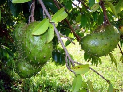 Annona (guanabana) - hasznos tulajdonságai