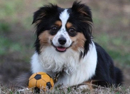 Australian Shepherd (Ausztrál) Kutya fotó, ár, fajta leírás, karakter, videó