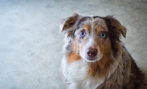 Australian Shepherd (Ausztrál) leírás, fotók, árak, minden a kutyák