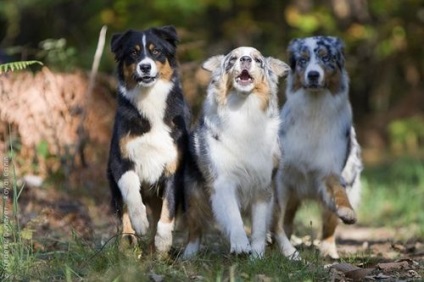 Australian Shepherd vagy ausztrál - fotók, fajta leírás és értékelés a tulajdonosok