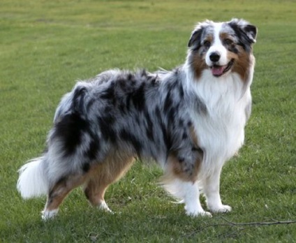 Australian Shepherd vagy ausztrál - fotók, fajta leírás és értékelés a tulajdonosok