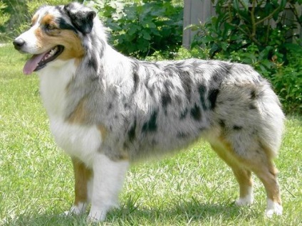 Australian Shepherd vagy ausztrál - fotók, fajta leírás és értékelés a tulajdonosok