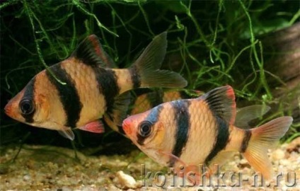 Szumátrai barb breeding