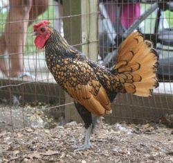 Seabright Bantam (Sebright) kőzetekben könyvtárban (Seabright) Seabright Bantam (sebright) a fűrésztelep könyvtárban