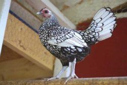 Seabright Bantam (Sebright) kőzetekben könyvtárban (Seabright) Seabright Bantam (sebright) a fűrésztelep könyvtárban