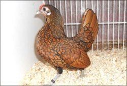 Seabright Bantam (Sebright) kőzetekben könyvtárban (Seabright) Seabright Bantam (sebright) a fűrésztelep könyvtárban
