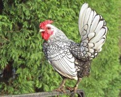 Seabright Bantam (sebright) kőzetekben könyvtárban (sebright) Seabright Bantam (sebright) a fűrésztelep könyvtárban