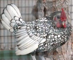 Seabright Bantam (sebright) kőzetekben könyvtárban (sebright) Seabright Bantam (sebright) a fűrésztelep könyvtárban