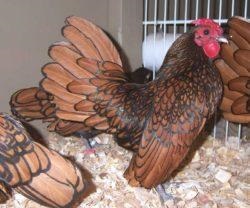 Seabright Bantam (Sebright) kőzetekben könyvtárban (Seabright) Seabright Bantam (sebright) a fűrésztelep könyvtárban