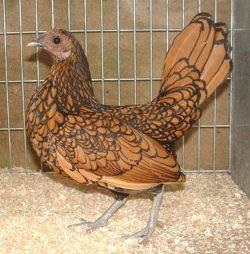 Seabright Bantam (sebright) kőzetekben könyvtárban (sebright) Seabright Bantam (sebright) a fűrésztelep könyvtárban