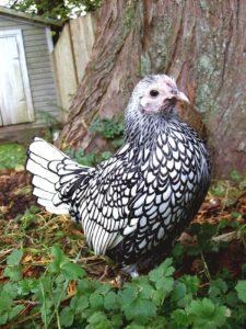Seabright Bantam (Sebright) kőzetekben könyvtárban (Seabright) Seabright Bantam (sebright) a fűrésztelep könyvtárban