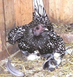 Seabright Bantam (Sebright) a kőzet (rock) könyvtár Seabright Bantam (sebright) a fűrésztelep könyvtárban