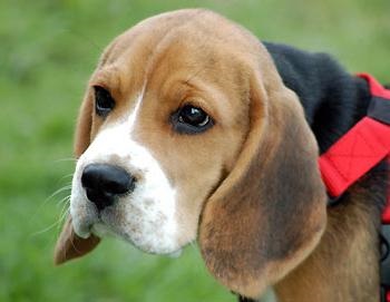 Beagle véleménye a tulajdonosok, elsősorban a karakter, a képzés