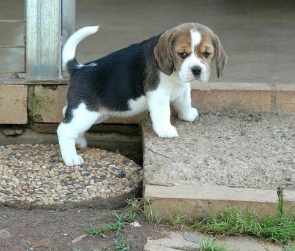 Beagle véleménye a tulajdonosok, elsősorban a karakter, a képzés