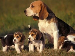 Beagle jellemző a fajtára, a tulajdonosok véleménye, fotó és videó, beagle kutya vélemények