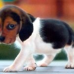 Beagle jellemző a fajtára, a tulajdonosok véleménye, fotó és videó, beagle kutya vélemények