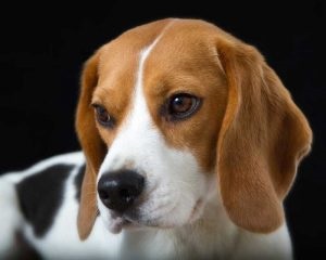 Beagle jellemző a fajtára, a tulajdonosok véleménye, fotó és videó, beagle kutya vélemények