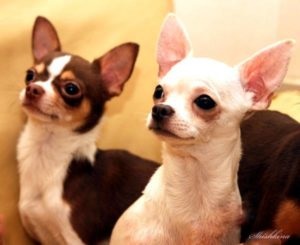Hogy van-e allergiája Chihuahua - hogyan fejlődik ki a betegség, hogyan kell védeni